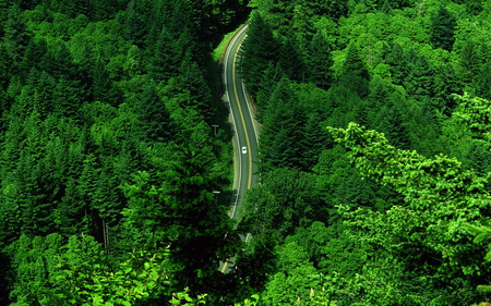 Car In The Forest - landscape, highway, forest, green