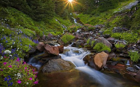 Sunny River - nature, river, sun, green, flowers, rocks, creek