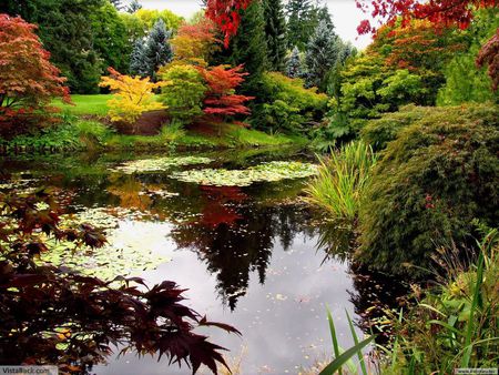 by the lake ... - trees, water, coloured garden, autumn, red