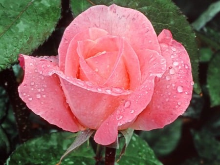 Pink rose - flowers, roses