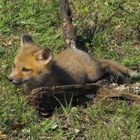 Fox cub