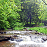 Stream through trees