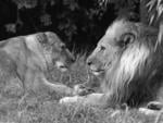 Leo and Lioness