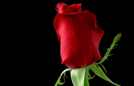 One Solitary Bud - romantic, red, speacil flower, black background, rosebud, bud, rose