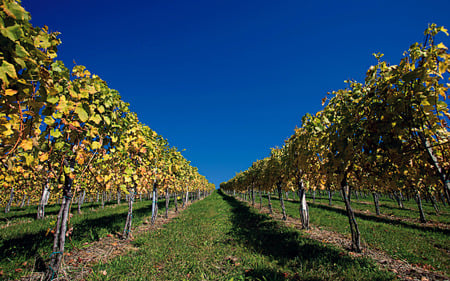 Austrian orchard - windows7theme, blue sky, trees, austrian