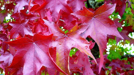 After The Rain - autumn, fall, maple, leaves, widescreen, washington