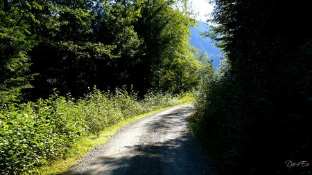 Another Corner - trees, trail, woods, forest, road, widescreen, washington