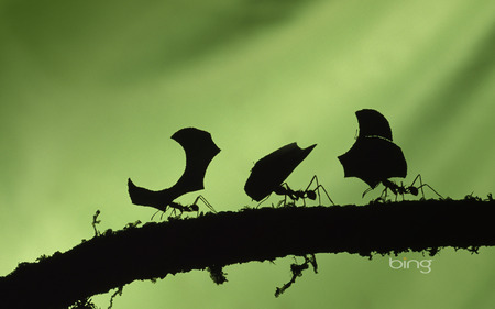 The best of the best of Bing - Ants - windows7theme, green, bing, ants