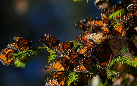 The best of the best of Bing - Butterflies