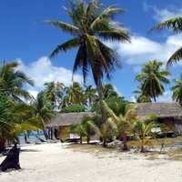 iland beach palmtree