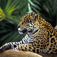 Brazil - Leopard