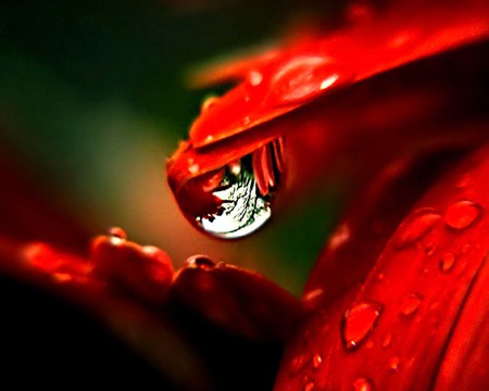 WATER DROP AT THE TIP OF GERBERA PETAL