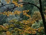 Autumn Maple, Great Smoky Mountains ,Tennessee 