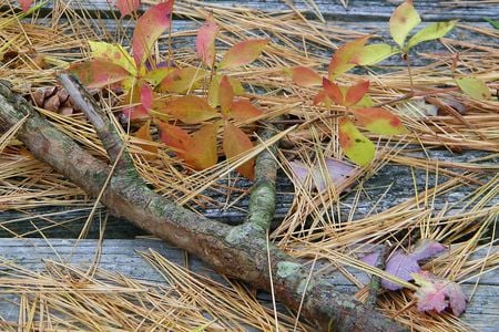 Autum scene - leaves, branches, fall, autumn