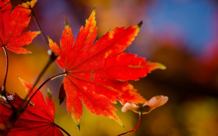 Red Leaf - leaf, nature, colorful, autumn