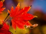 Red Leaf