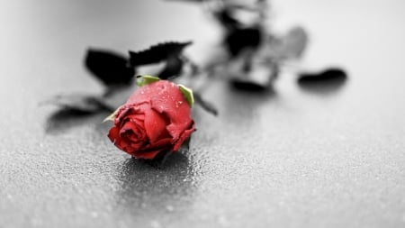 A rose - rose, floor, green, leaves