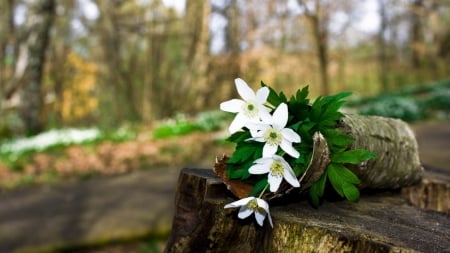 *white flowers* - flower arrangement, trunk, park, wood