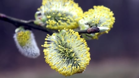 Blooming Branch - deason, yellow, nature, willow