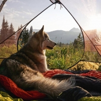 'Camping out with Loki'.....