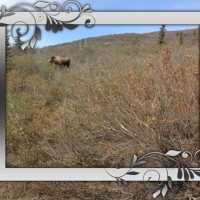 Moose In National Park Alaska