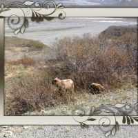 A Grizzlery Bear With Cub