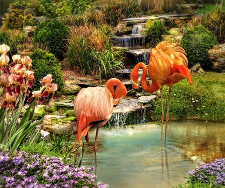 Little Paradise - water, flamingos, pretty, paradise