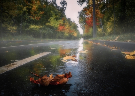 autumn rain - leafs, forest, rain, autumn