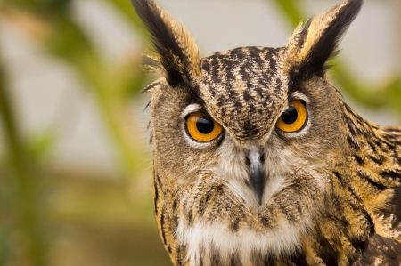 Owl - owl, bird, yellow eyes, green, ciuf, bufnita