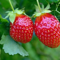 Strawberries