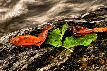 Autumn Leaf - leaf, stone, water, autumn