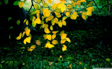 **✿** - autumn leaves, trees, forest, nature