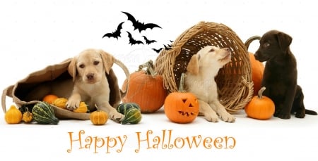 Halloween dogs in the basket - Halloween, dogs, pumpkins, animals