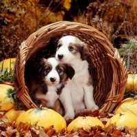 Collie pups in the basket