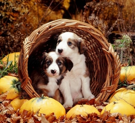 Collie pups in the basket - basket, pups, dogs, pumpkins, animals