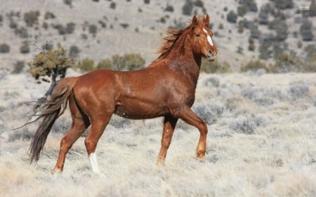 Colt - beautiful, field, horse, colt