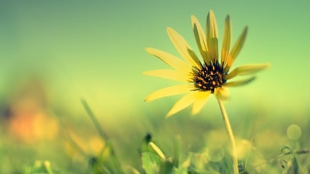 simple_life - daisy, grass, mountains, flower, day, sun