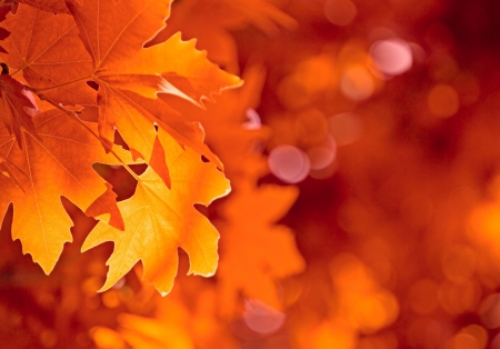 Autumn Leaves - leaves, lights, colorful, autumn