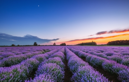 Nature - purple, fields, nature, sunrise