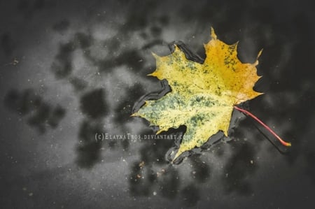 Autumn Leaf - leaf, photography, abstract, autumn