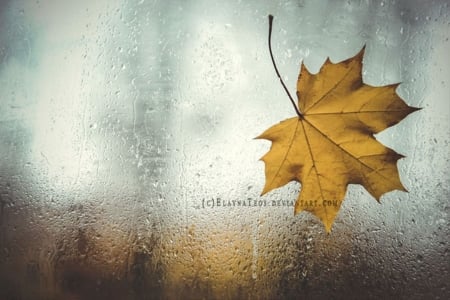 :) - leaf, autumn, abstract, photography