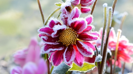 Frozen flowers - nature, wp, flowers, frost