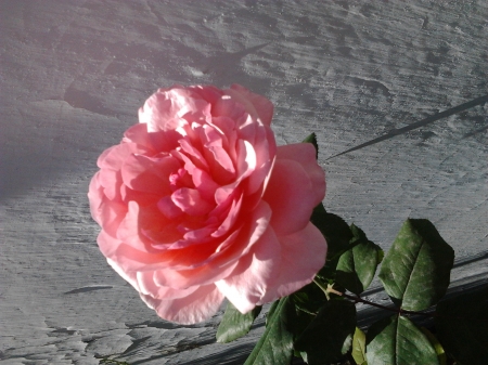 Pink Rose - garden, flower, petals, blossom, leaves