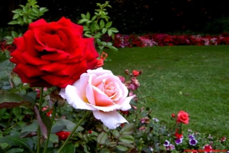 Red and White - blossoms, garden, plants, roses, petals, leaves