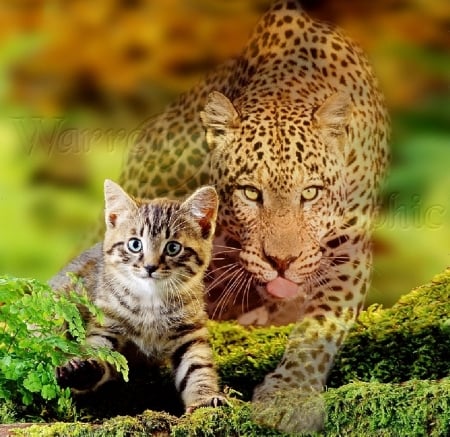 kitten and leopard - cats, leopard, kitten, animals