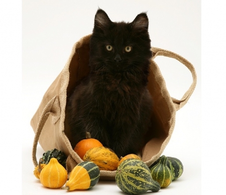 black kitty in the basket - kitty, animals, cats, basket, black