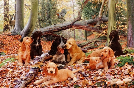 Family Autumn Picnic - dogs, autumn, picnic, animals, family