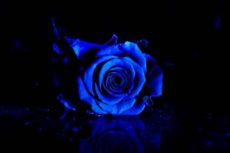 Blue Rose