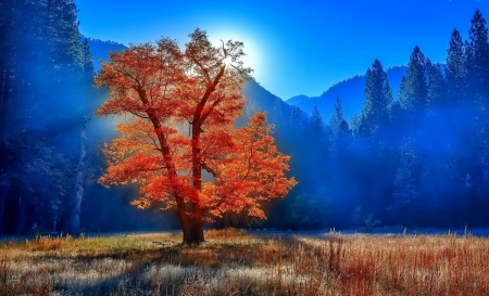 Autumn Tree - mountains, fog, morning, sunrise