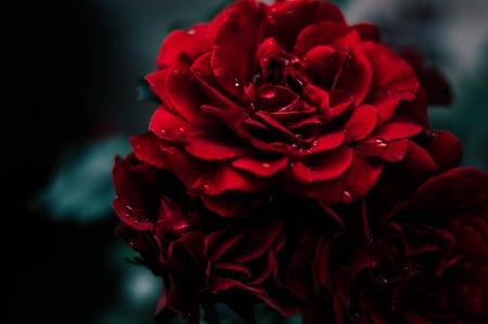 Beautiful - rose, red, beautiful, rain